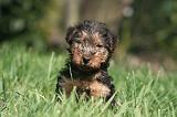 WELSH TERRIER 024